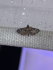 Diathrausta harlequinalis