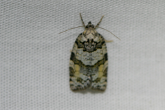 Argyrotaenia provana