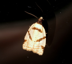 Fuscicepsana fuscicepsana