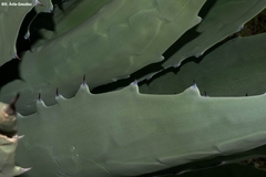 Agave durangensis