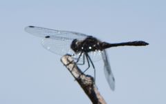 Leucorrhinia intacta