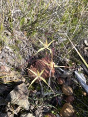 Caladenia straminichila