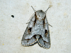 Acronicta quadrata