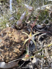 Caladenia straminichila
