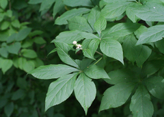 Eleutherococcus sessiliflorus