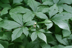 Eleutherococcus sessiliflorus