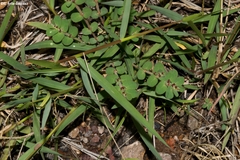 Euphorbia velleriflora