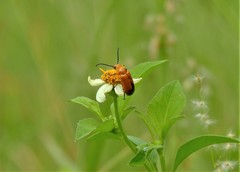 Nemognatha punctulata