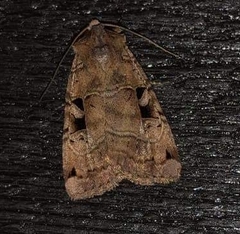 Xestia normanianus