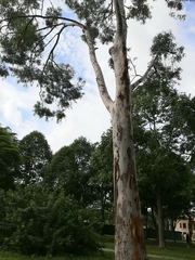 Eucalyptus saligna
