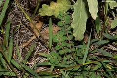 Euphorbia velleriflora