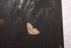 Xanthorhoe labradorensis