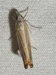 Parapediasia decorellus