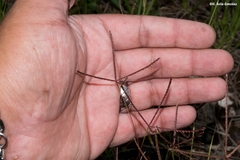 Cynodon plectostachyus