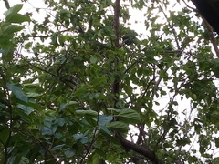 Psittacara holochlorus