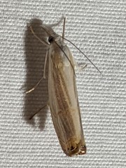 Parapediasia decorellus