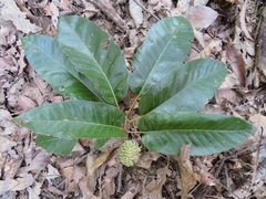Quercus variabilis