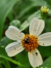 Nonarthra variabilis