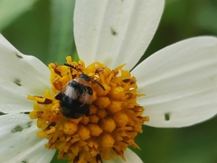 Nonarthra variabilis