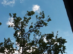 Psittacara holochlorus