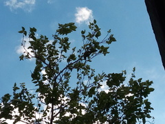 Psittacara holochlorus