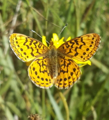 Boloria epithore