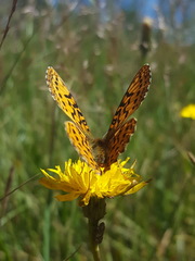 Boloria epithore