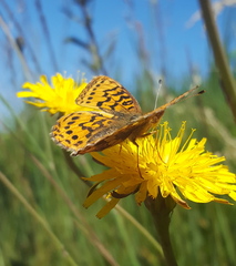 Boloria epithore