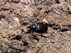 Pterostichus coracinus