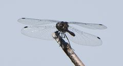 Leucorrhinia intacta