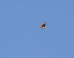 Spiza americana