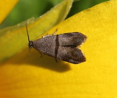 Phycodes minor