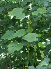 Dioscorea nipponica