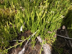 Diphasiastrum sitchense