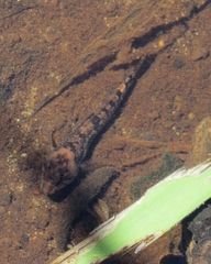 Cottidae