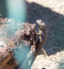 Sceloporus occidentalis longipes