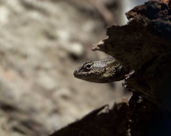 Sceloporus occidentalis longipes