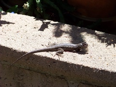 Sceloporus occidentalis longipes