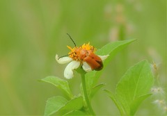 Nemognatha punctulata