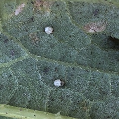 Psyllobora vigintimaculata