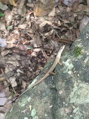 Saproscincus challengeri