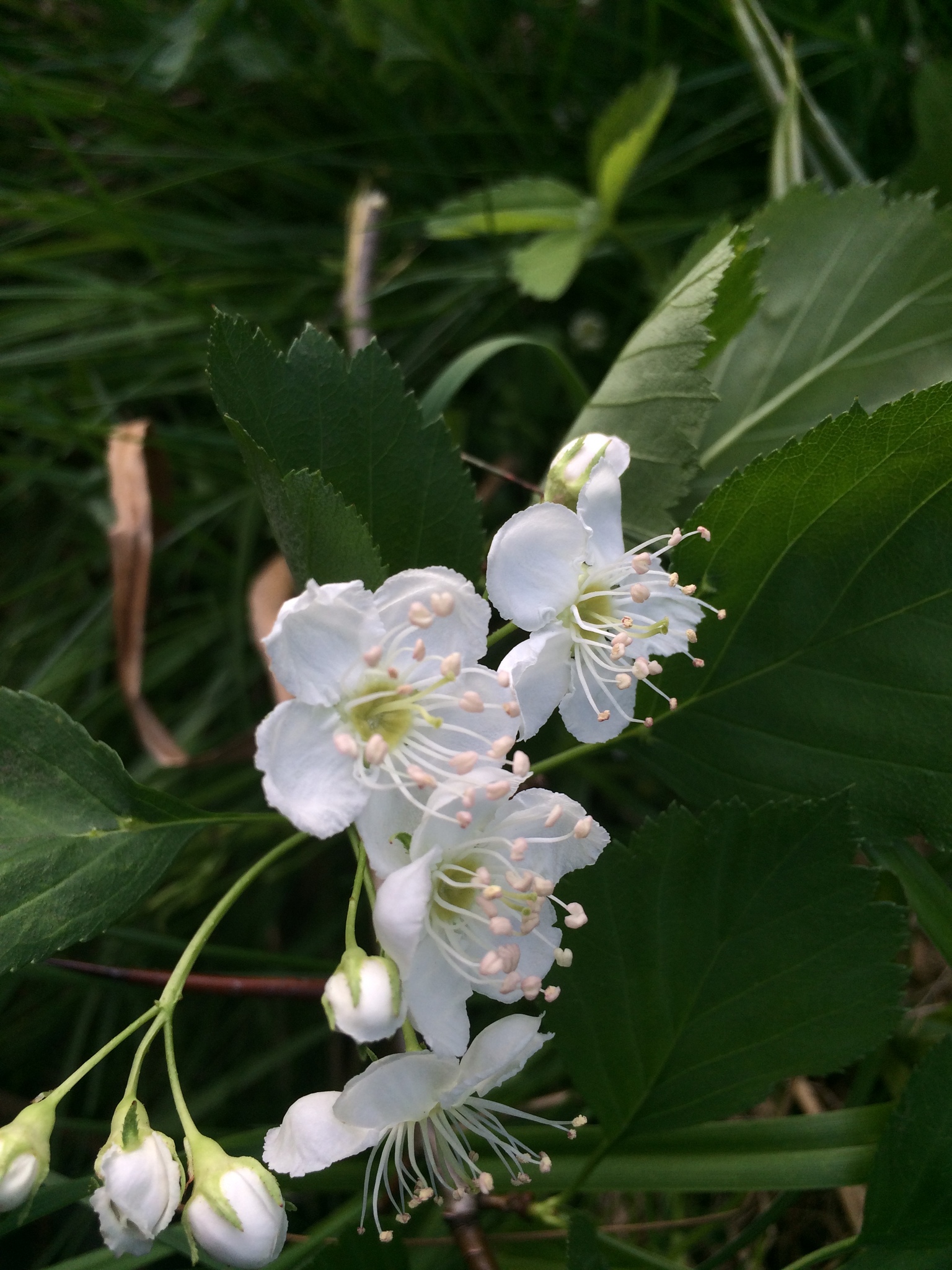 Crataegus brainerdii