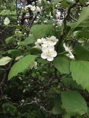 Crataegus brainerdii