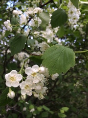 Crataegus brainerdii