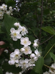 Crataegus brainerdii