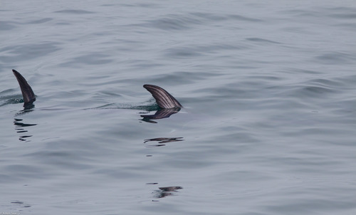 Swordfish (Xiphias gladius) — Xiphiidae — 5