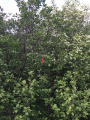 Crataegus brainerdii