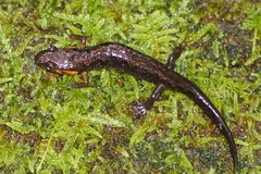 Desmognathus imitator