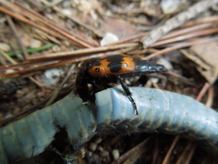 Nicrophorus quadripunctatus