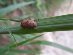 Adoretus tenuimaculatus